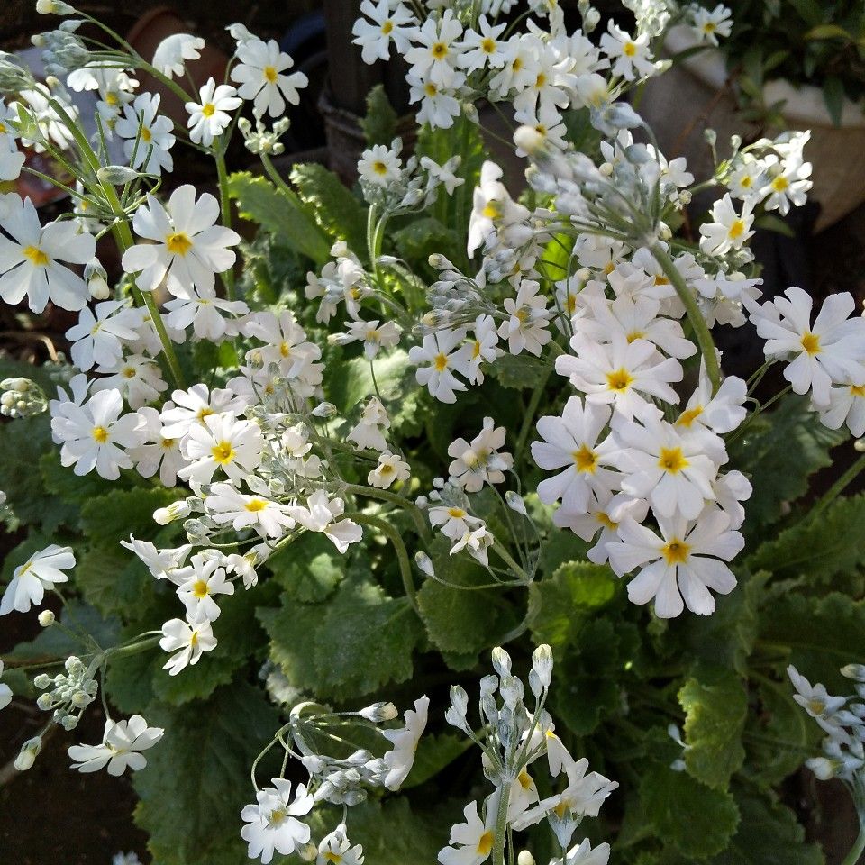 うちから行った白花マラコイデス