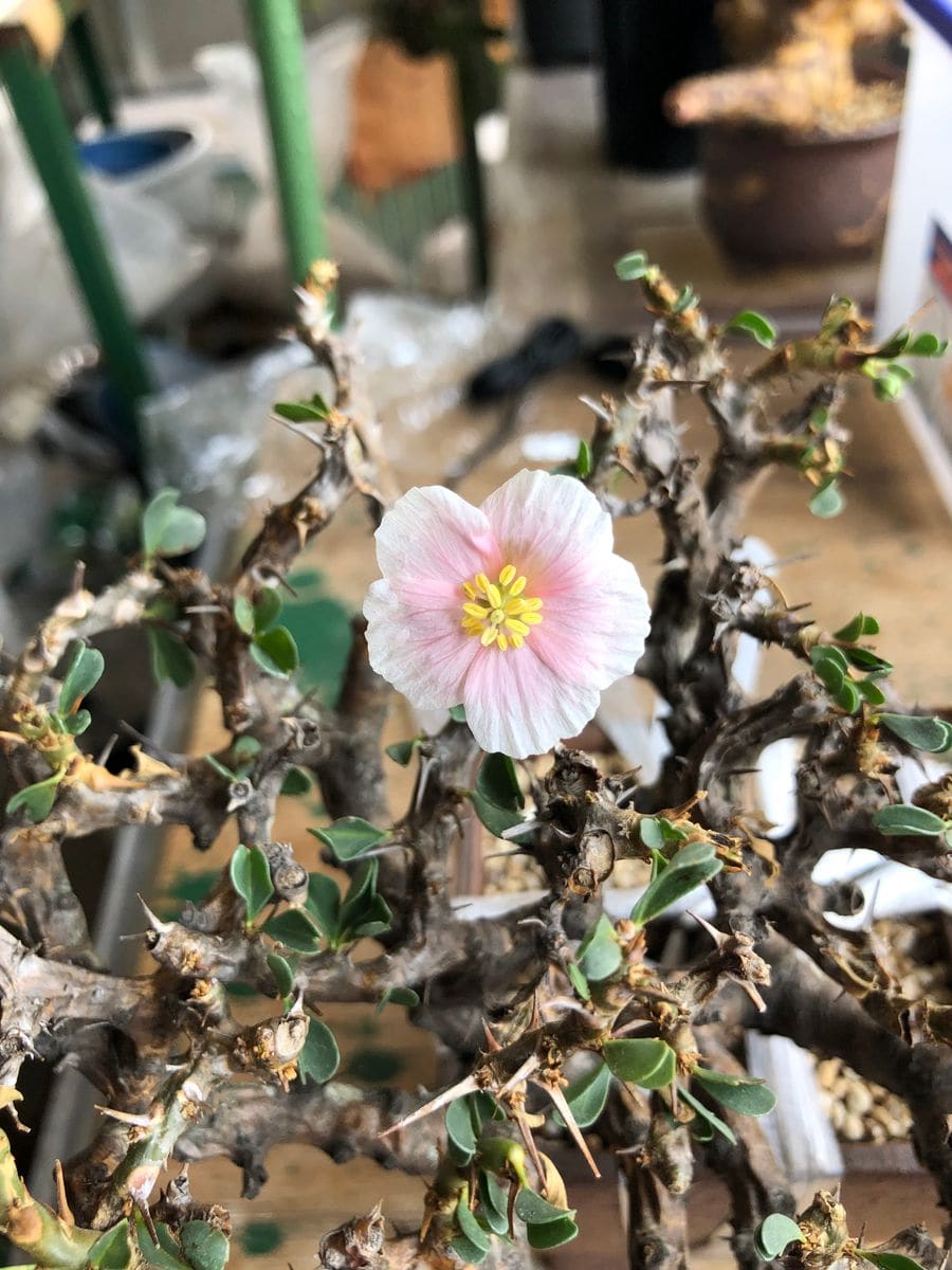 Sarcocaulon vanderietiae・竜骨扇 今年来たばかりですが、花が咲いてくれました。刺