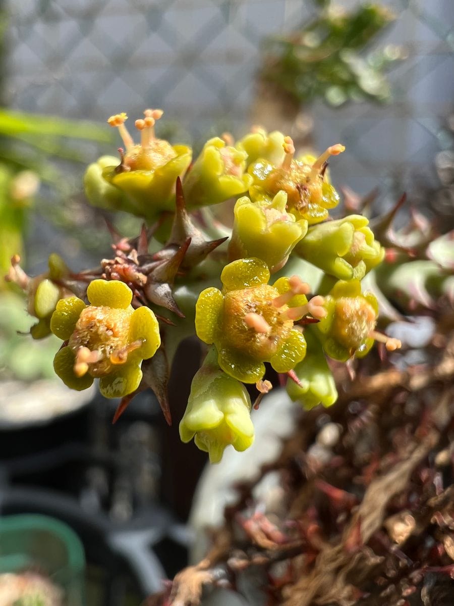 ユーフォルビア ファンシャウェイ の花です。とても小さくてきれいではないです。が、