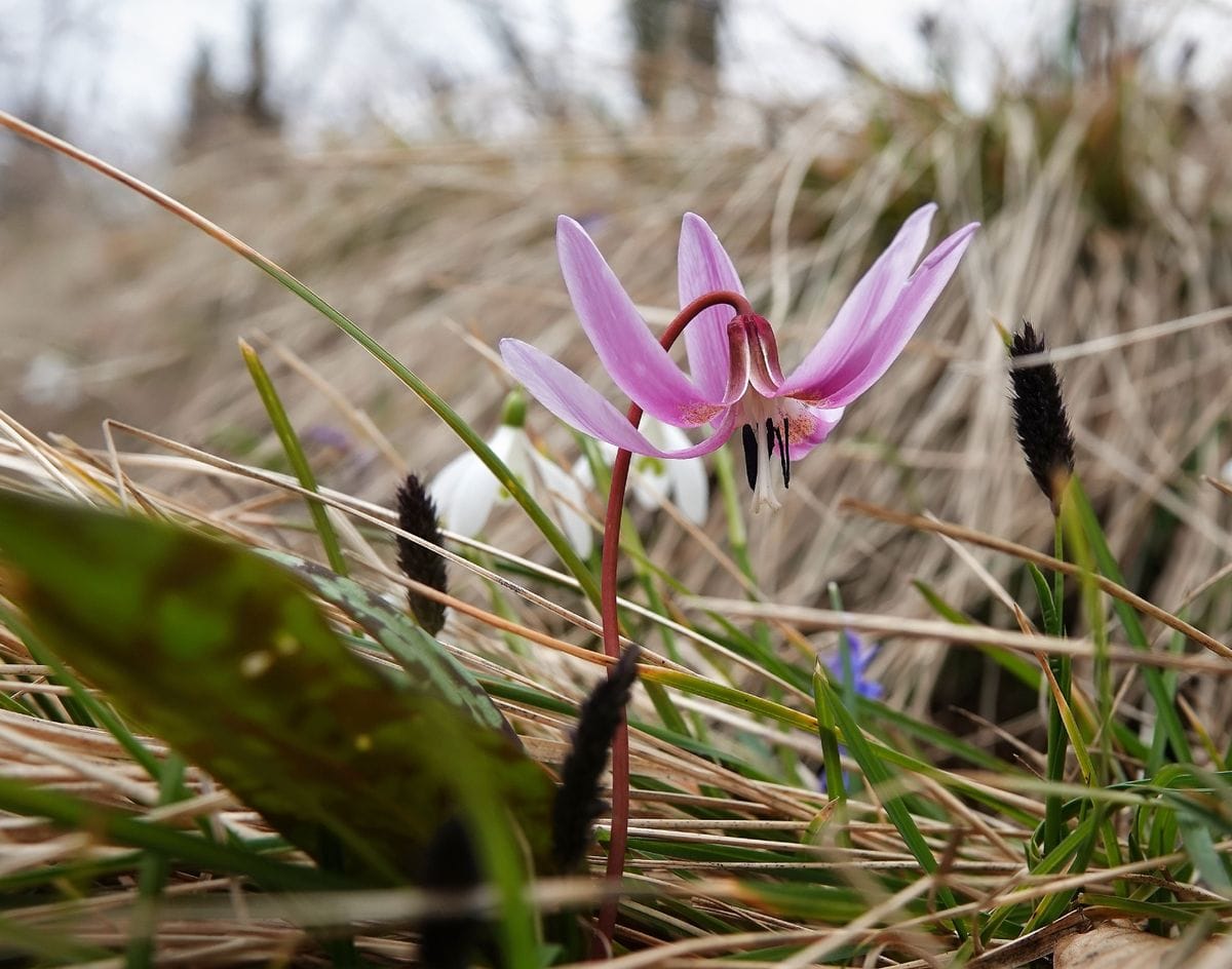 カタクリの仲間 Erythronium dens-canis ポルトガルからウクライナまで、中部ヨーロッ