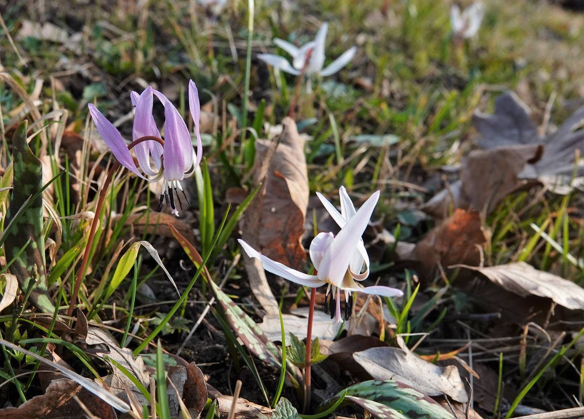 カタクリの仲間 Erythronium dens-canis ポルトガルからウクライナまで、中部ヨーロッ