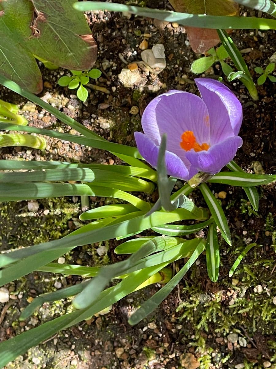 スイセンの間からクロッカス1つ咲きました。 2022.3.21
