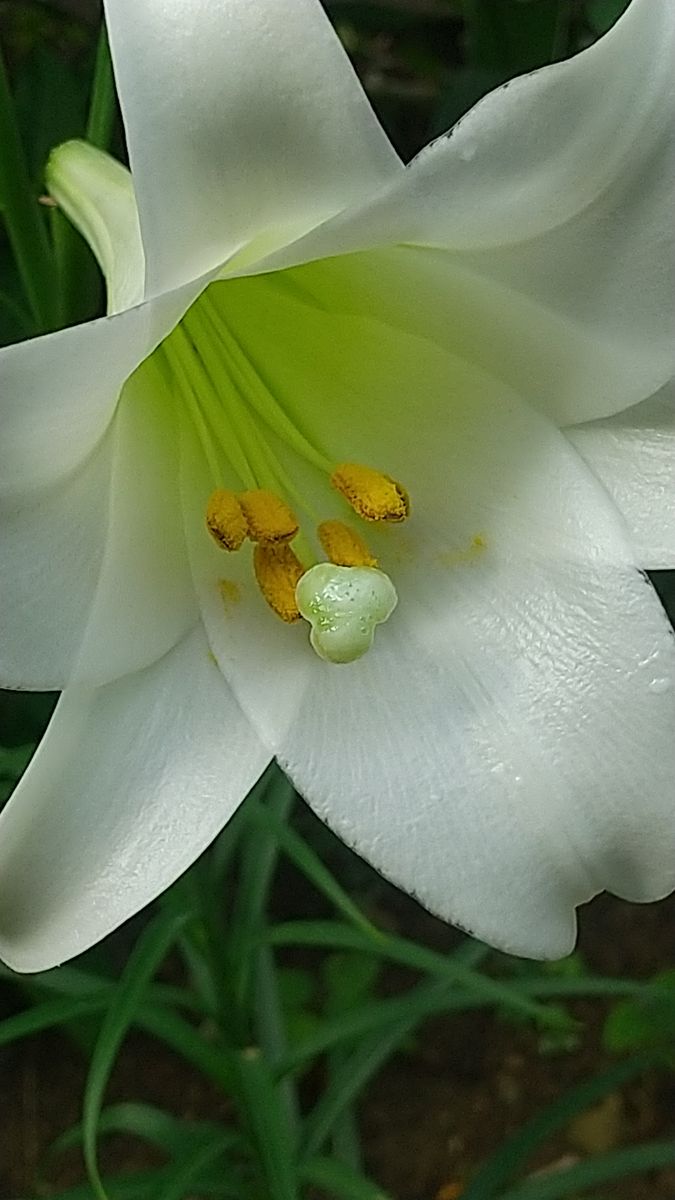 タカサゴユリはほぼ咲きました