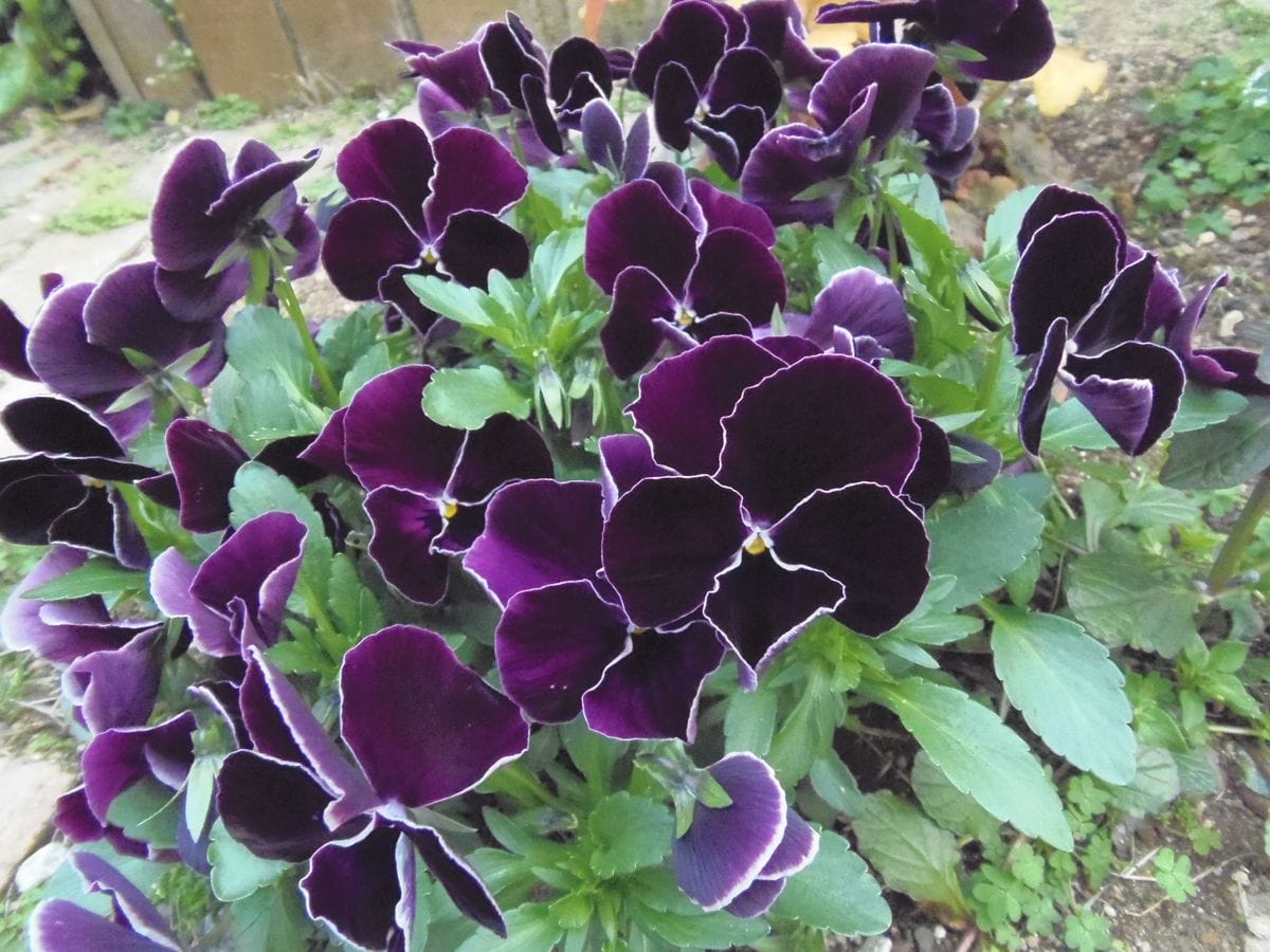 パンジー濃い紫に白い縁が入るとっても パンジー ビオラ スミレ のアルバム みんなの趣味の園芸419