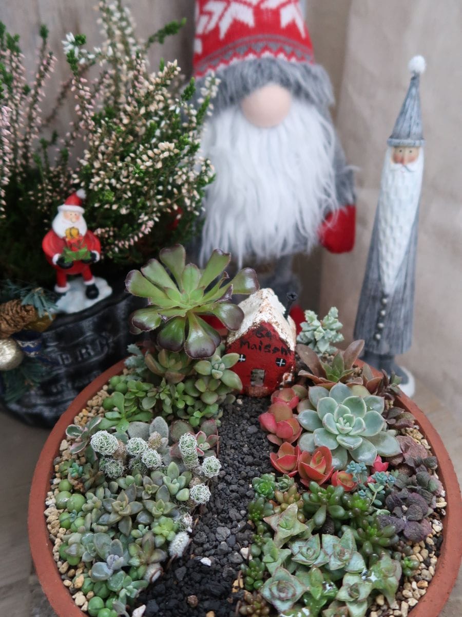 🎅クリスマスハウス寄せ植え🎅 チマチマと寄せて2週間経過した寄せ植えです。 寄せ植え