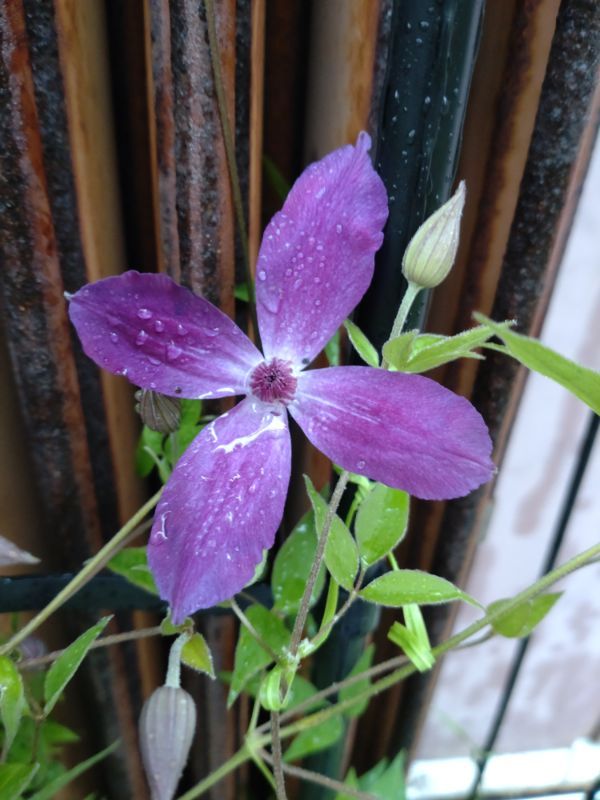 アフロディーテエレガフミナ３番花 これも花色が薄くなりました。