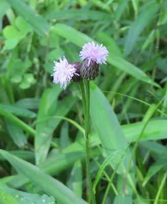 キツネアザミ？ かわいい花だ！！・・ キク科キツネアザミ属 アザミに似ているけど違