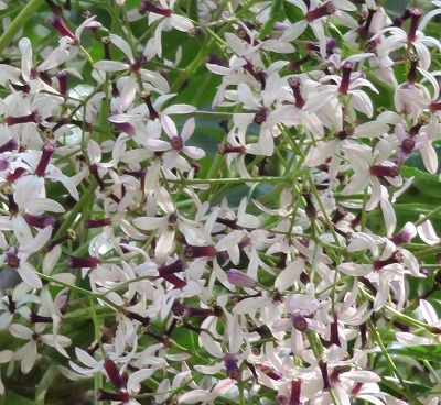 センダンの花（5/25）・・こんな綺麗な花が咲くんだね・・ センダンの実は知ってるけ