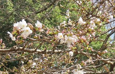 野川公園の桜（3/16）チラホラ咲いて来ました・・ 東京都三鷹市大沢