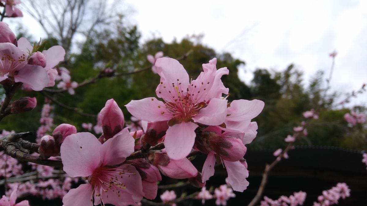 実生の桃の花が咲きました🍑