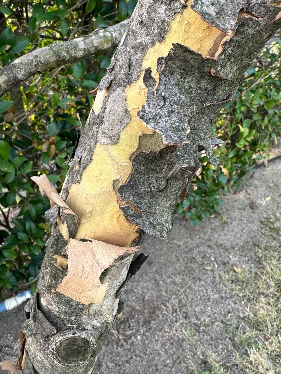 シマトネリコの写真 by Suechan シマトネリコの樹皮が剥がれようとしています
