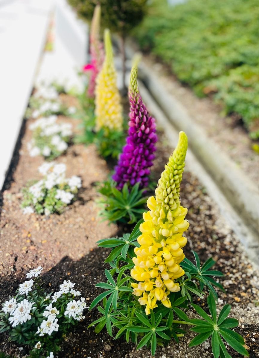 ルピナスの花壇を見つけました