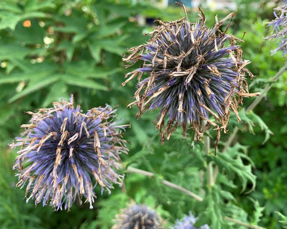 ルリタマアザミ、花が枯れて茶髪のようになってたものが縮れて坊主頭にへばり付いたよ