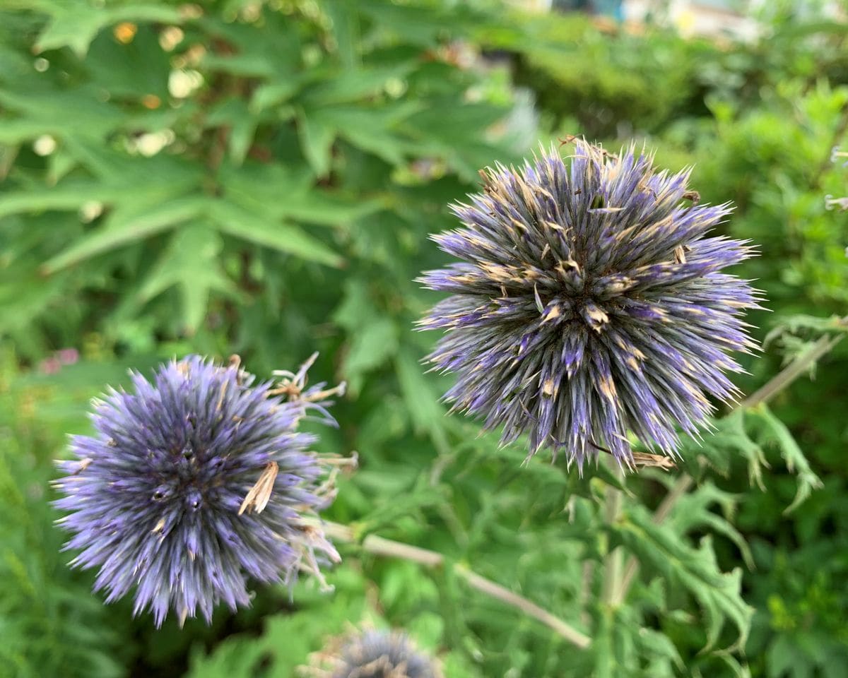 ルリタマアザミ、縮れた花柄を指で払うと、最初の頃のようなイガイガ坊主になりました