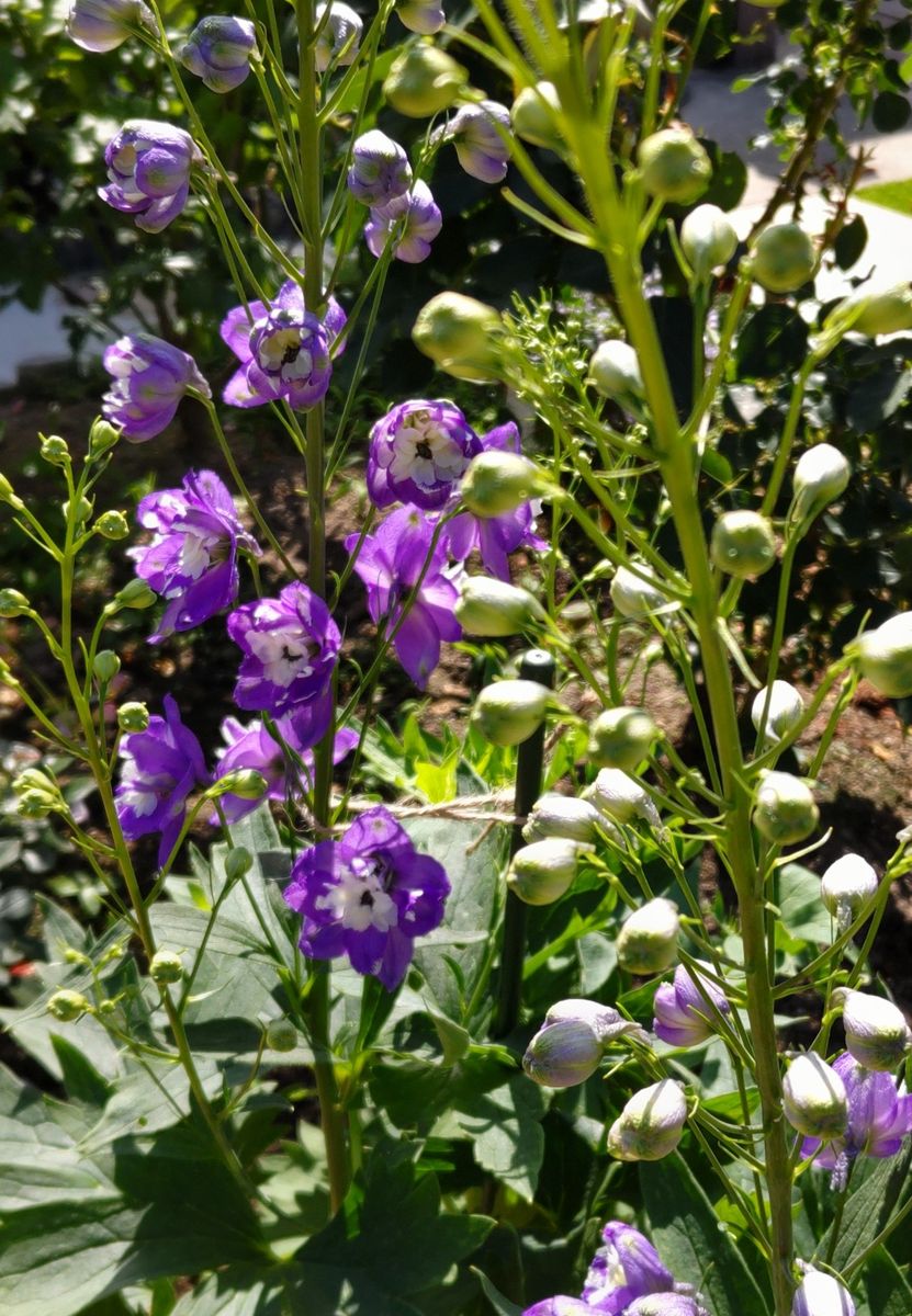 デルフィニウム 紫系です ２月にhcで 22年春 のアルバム みんなの趣味の園芸