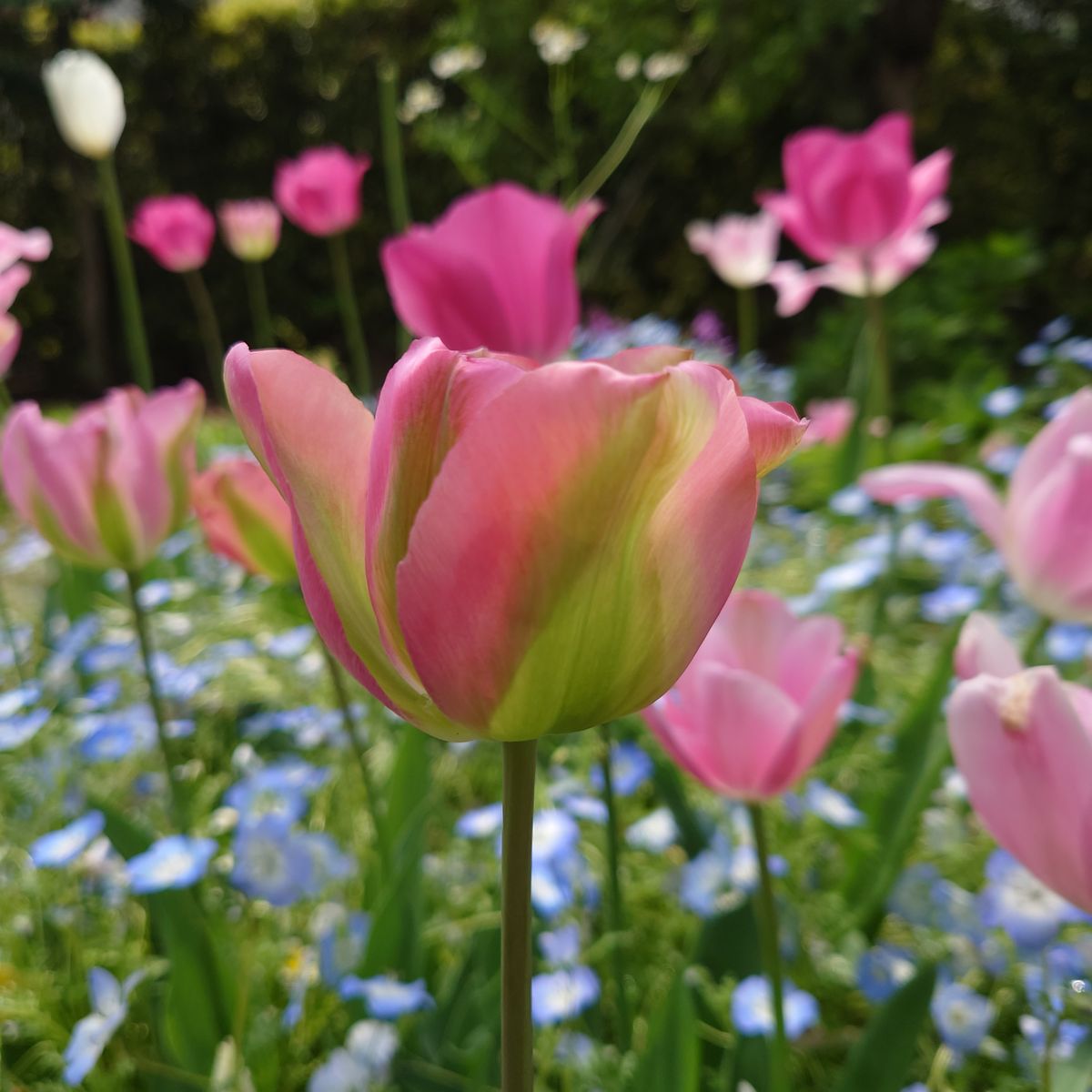 グリーンランド(2)  4月上旬開花 開花期間長め 意外と咲き始めなから咲き終わりまで色