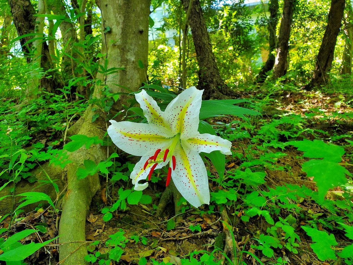 全滅(イノシシ害)に近い裏山のヤマユリも 南側すそ野では少しづつ咲き始めてくれまし