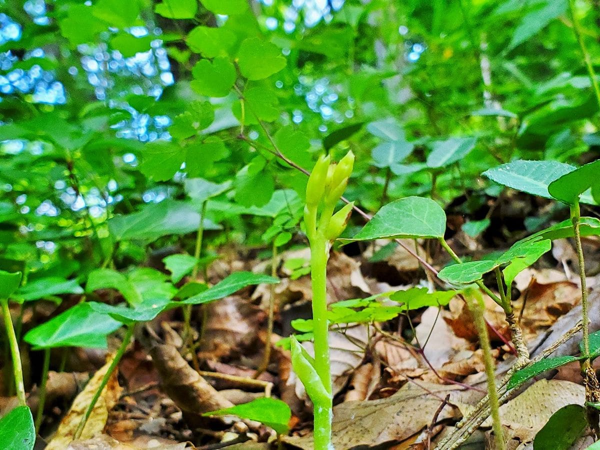 今日のサガミラン アブラムシにたかられた株はヤバイかも？ 今日も🐜除け撒いてきまし