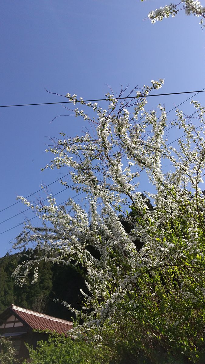 青空とユキヤナギ。春はいいですね。