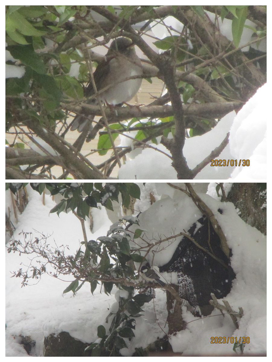 金木犀の茂みの中で、シロハラ 雪の積もった寒冷紗の中は野鳥の遊び場のよう