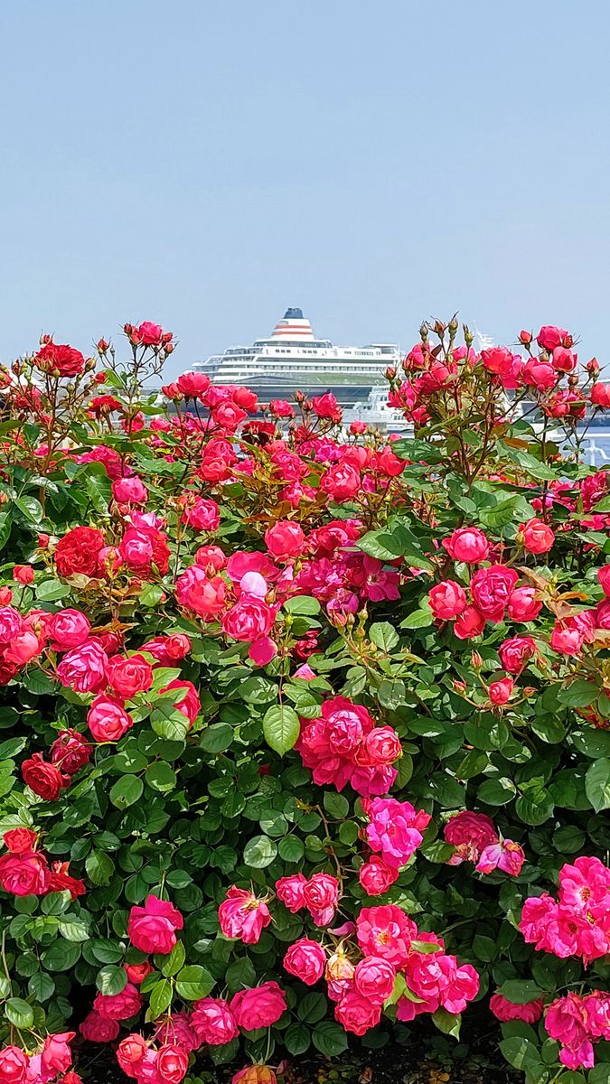 山下公園のバラと横浜港大桟橋に停泊中の客船飛鳥Ⅱ🛳️