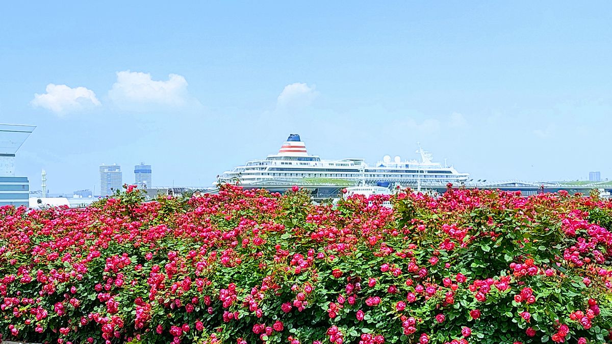 山下公園のバラと横浜港大桟橋に停泊中の客船飛鳥Ⅱ🛳️