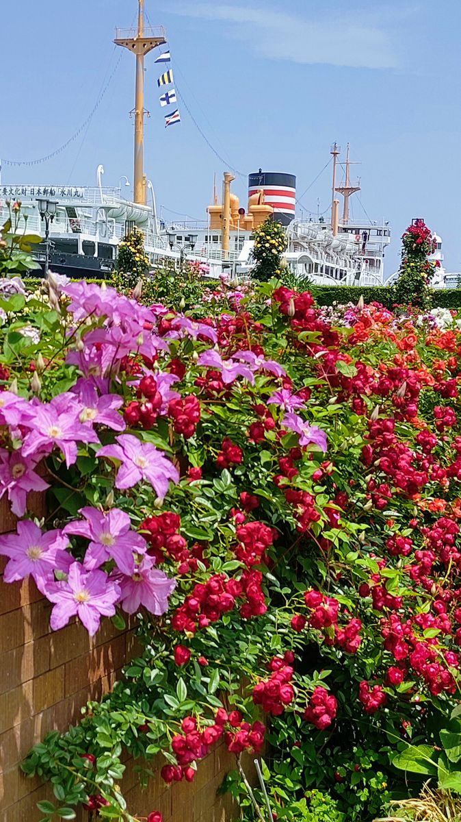 山下公園のバラ園から見た横浜港の氷川丸🚢