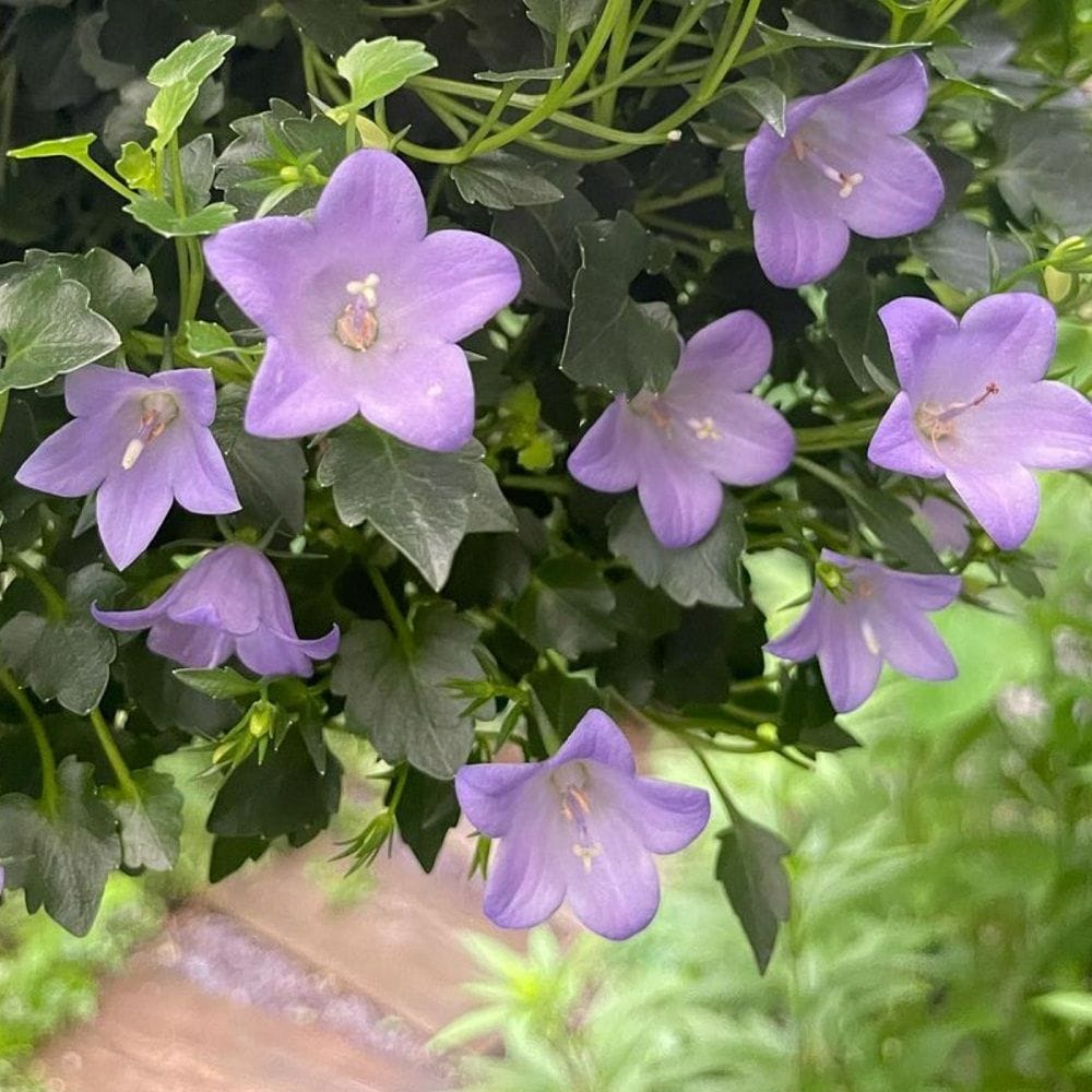 「カンパニュラ メリーベル」  爽やかな青色の花が長期間咲くカンパニュラ。「花の少