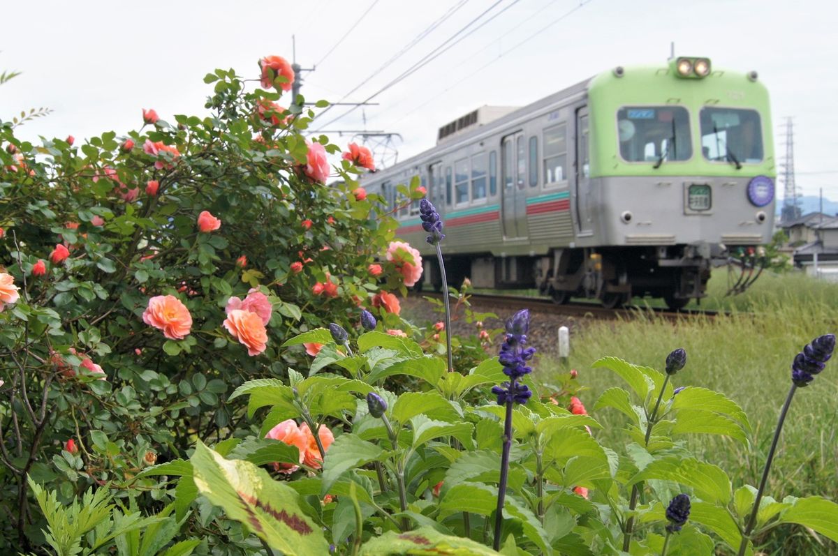 🏡昨日のお庭から・・🌹🌺🚋 宿根サルビアも咲き始めました～ フロントの丸い物と💜紫色で