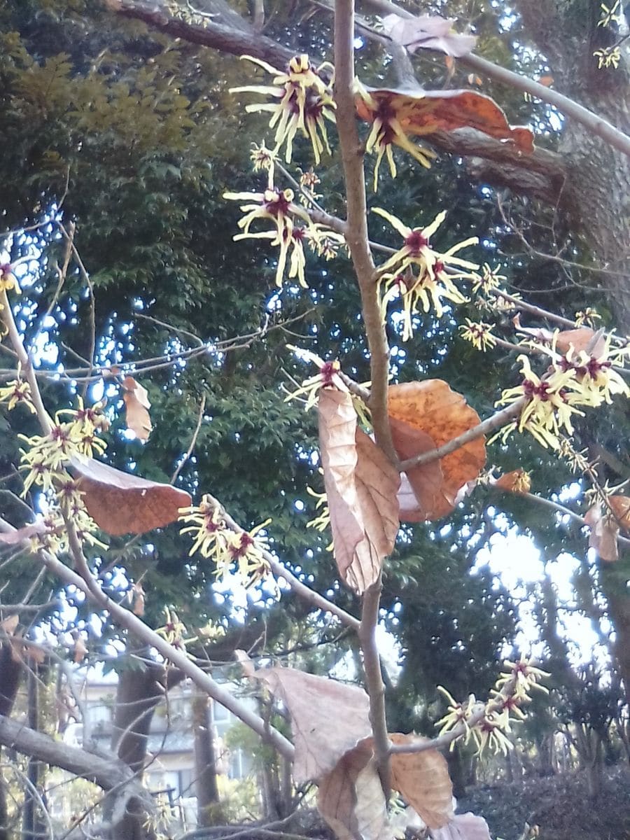 マンサクの写真 by 毎日お花 公園で、シナマンサクの花がさいていました。 昨年の葉が