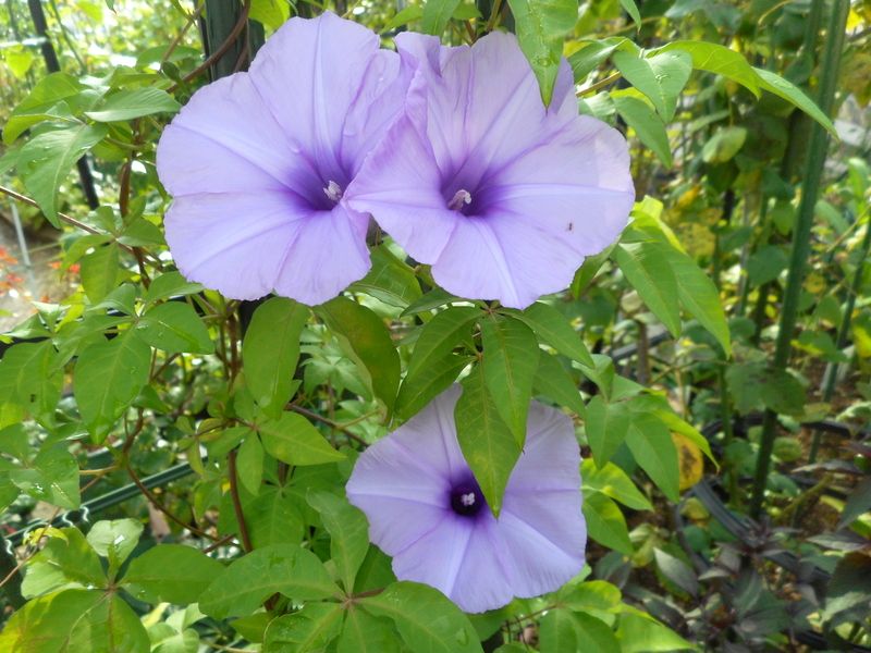 ７月１８日モミジバアサガオ ２０２２年４月 ２０２３年３月までの庭のお花 のアルバム みんなの趣味の園芸177