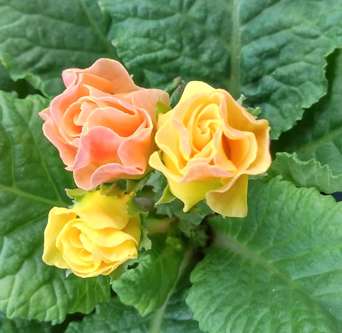 可愛いバラ咲きジュリアン 四季の花 のアルバム みんなの趣味の園芸