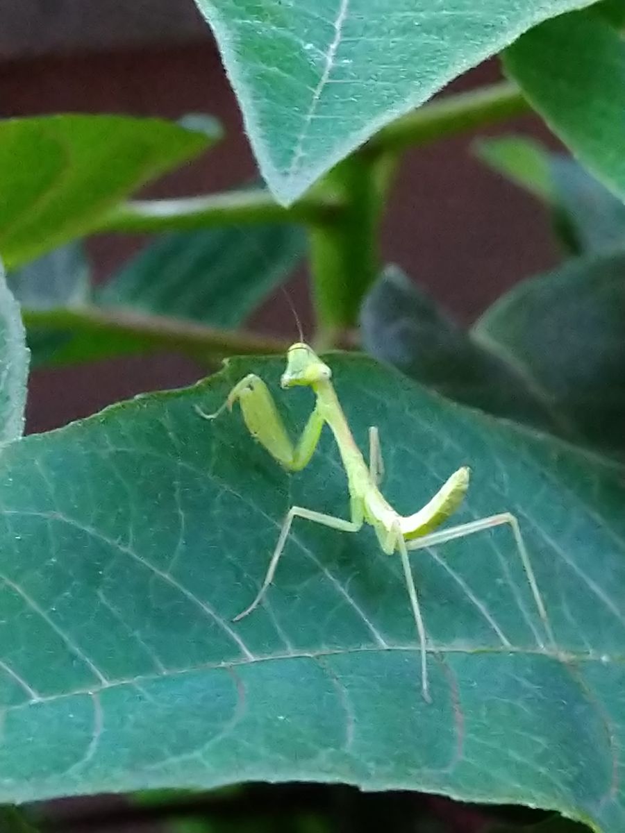 カマキリ  ベランダのプリンセチアの葉の上で睨んでいます😅 先だってベランダの物干し