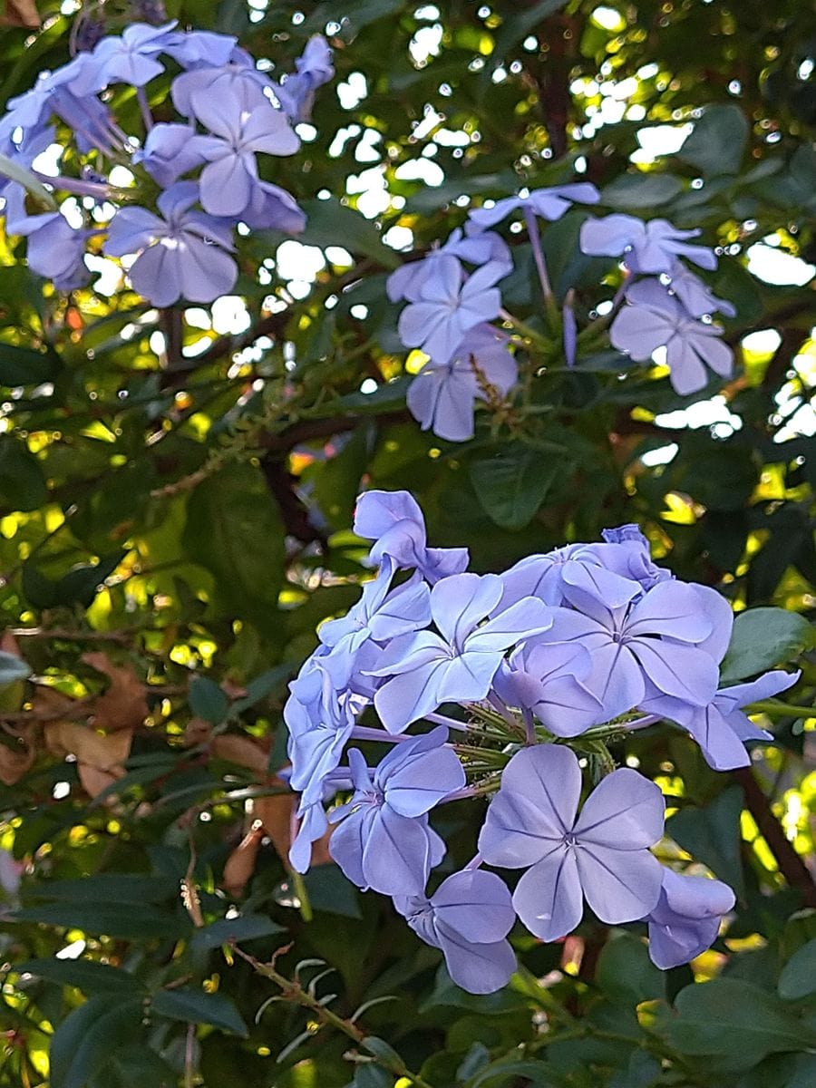 ルリマツリ（プルンバゴ）の写真 by 白すみれ ルリマツリ  夏の花ですが、まだまだ元