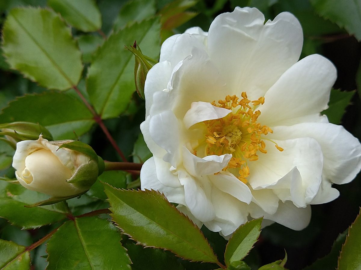 修景バラ🌹 フラワーカーペットローズ  半八重で野ばらのような風情があります。 シベ