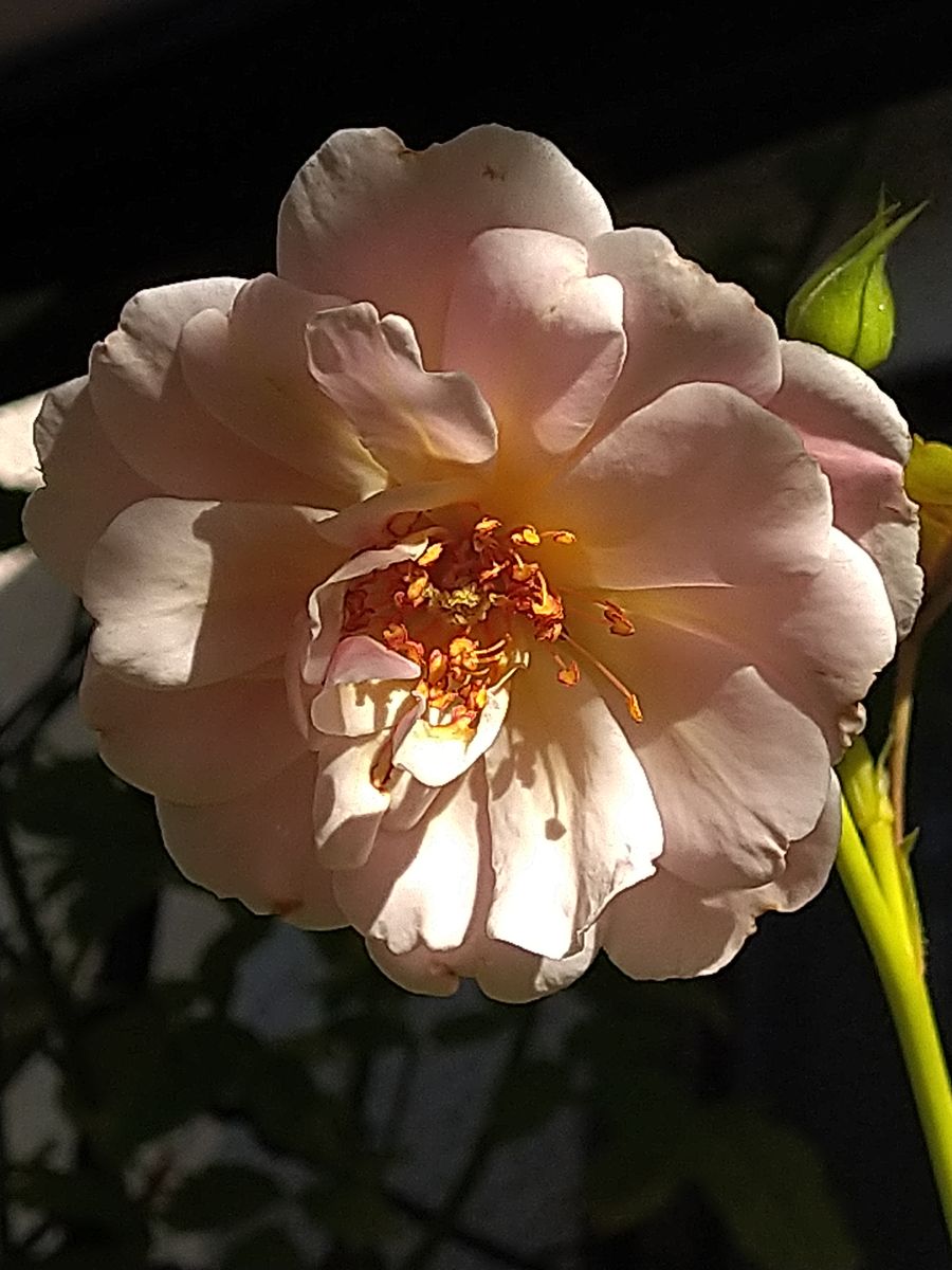 つるバラ🌹 フェリシア  返り咲きする強香種のつるバラです。 ポツポツと返り咲いてき