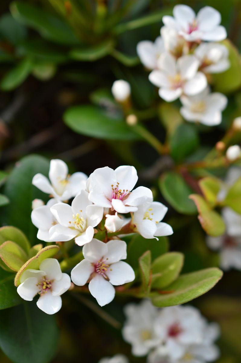 梅に似た白い花を咲かせます 大気汚染 春から初夏の花 のアルバム みんなの趣味の園芸