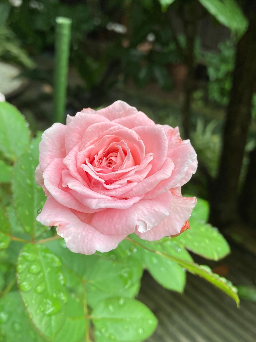 雨の中咲いていますが小さめな花で弱々 癒しの薔薇 のアルバム みんなの趣味の園芸