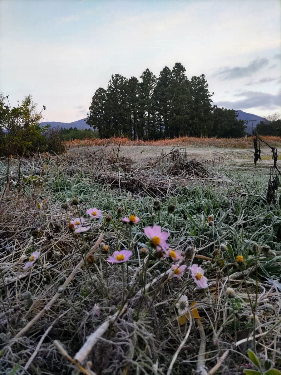 霜の降りた朝