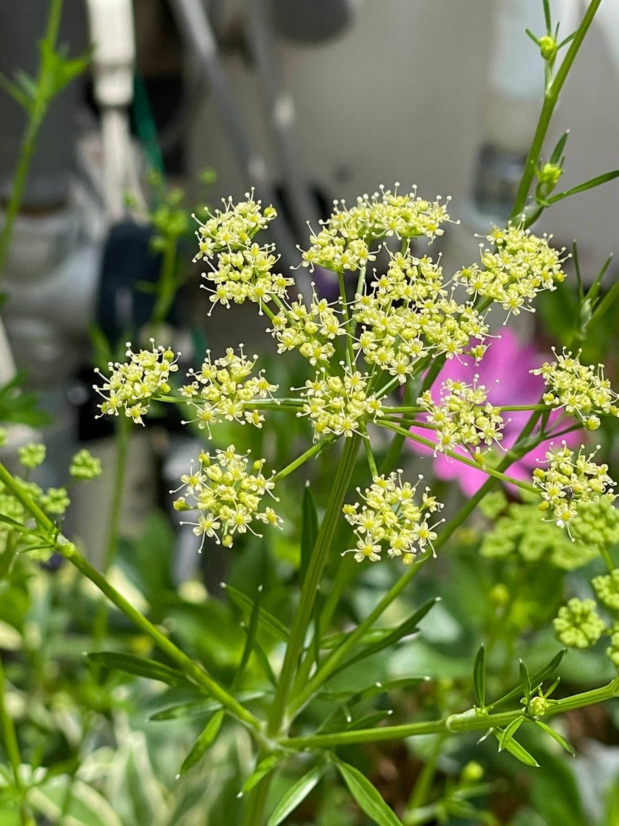 イタリアンパセリの花 2022.5.28