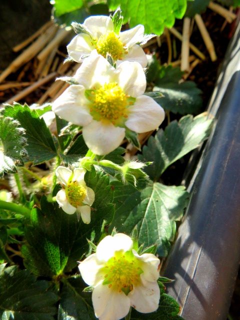 苺🍓の花が沢山咲いてきました。 🤏摘花して、目指せ！大きく甘い🍓の収穫を！ 想像した