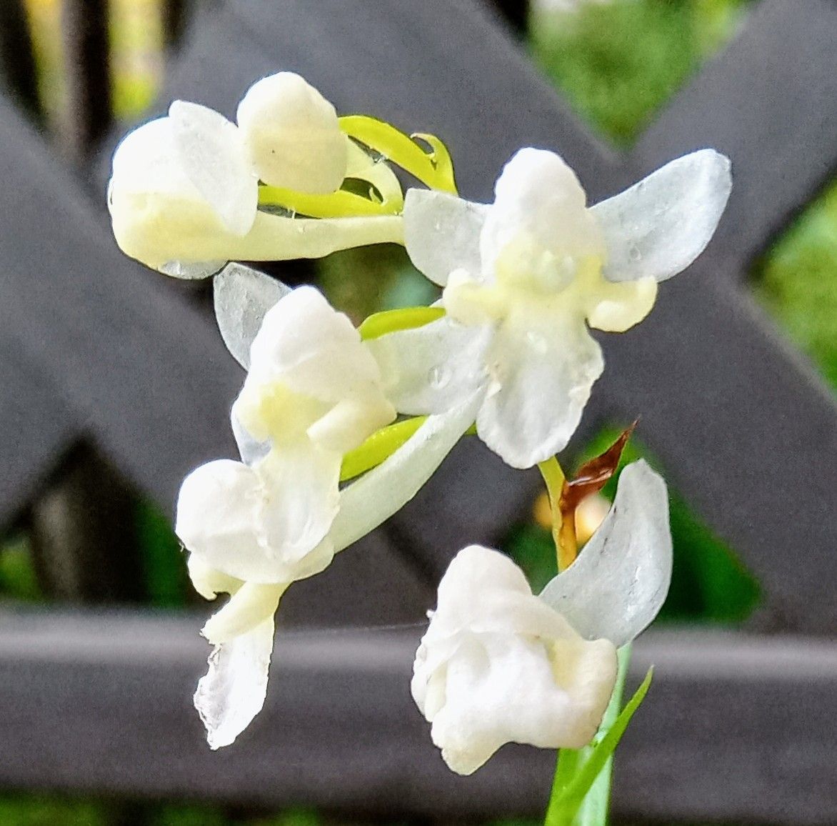 とても小さな花ですが、黄色の目が目を引きます ろう細工のようでキラキラして見えま