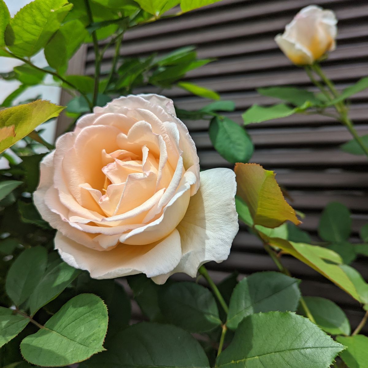 Fl薫乃は花が重い 5 6 22バラ のアルバム みんなの趣味の園芸