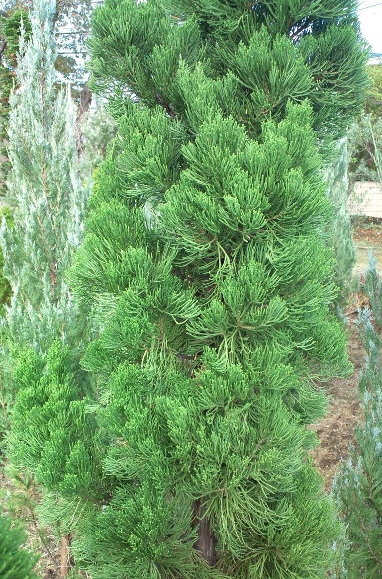 ビャクシンの仲間の写真 by きよ カイヅカイブキ（貝塚伊吹） 【Juniperus chinensis 