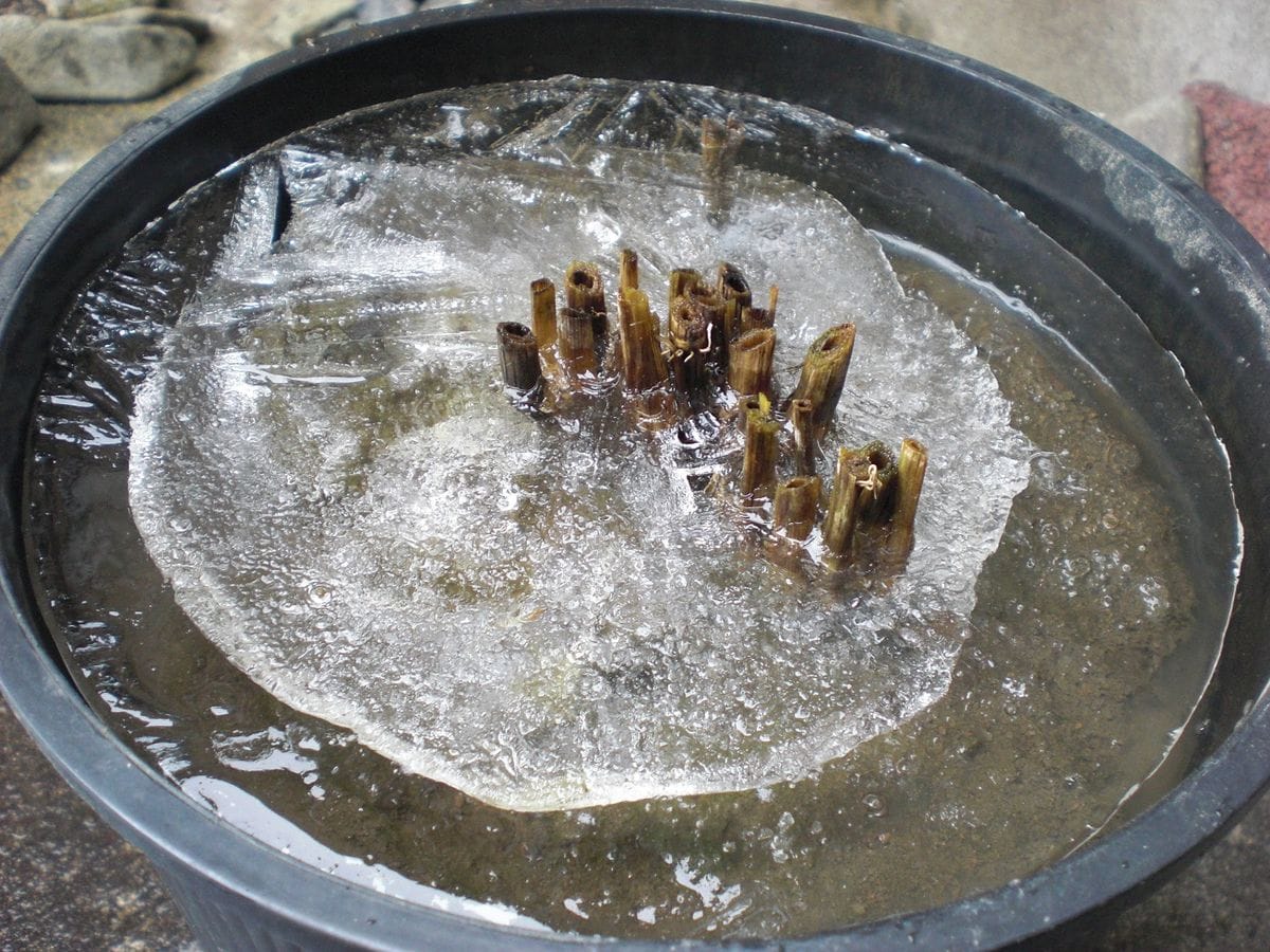 古代米の根を取り除こうと水を捨てたら氷が二重に張っていました！ 最初に凍った水面