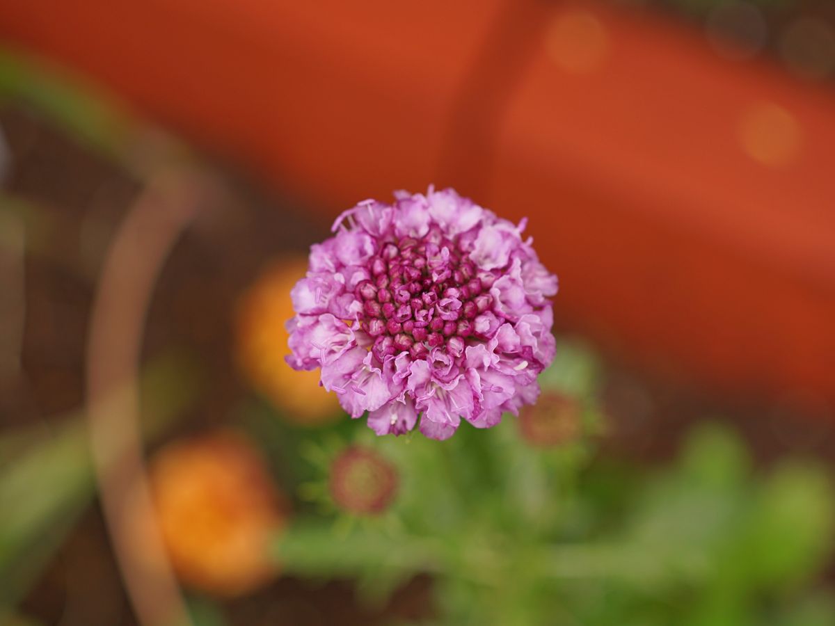 花たねミックスばら蒔きからの最後の開花、西洋松虫草