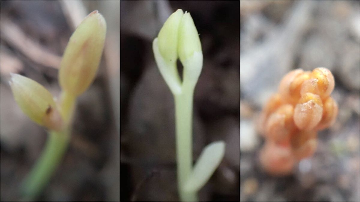 自生ランの芽生え  マヤラン、サガミラン、ヒメノヤガラ 猛暑の中でも芽生えてきまし