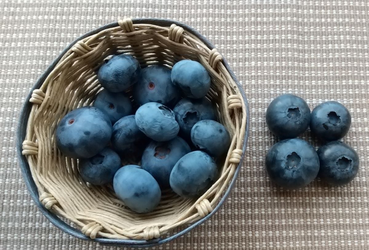 今日の収穫 暑さでシワが少々😅 ブルーシャワーとサンシャインブルー サンシャインブル
