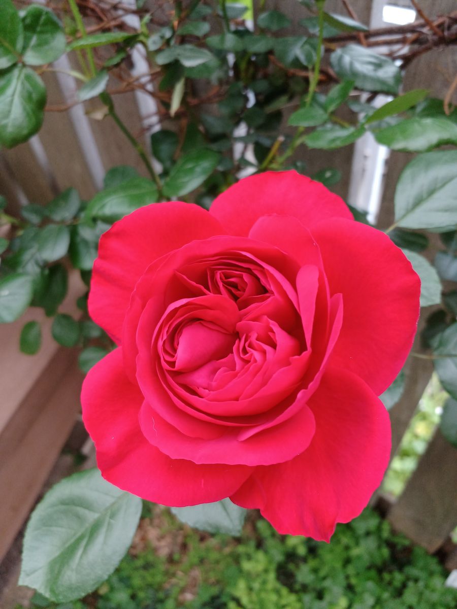 🔷我が家の赤い花 今年鉢植えから地植えにした赤いバラ名前の🏷️何処かにいってしました