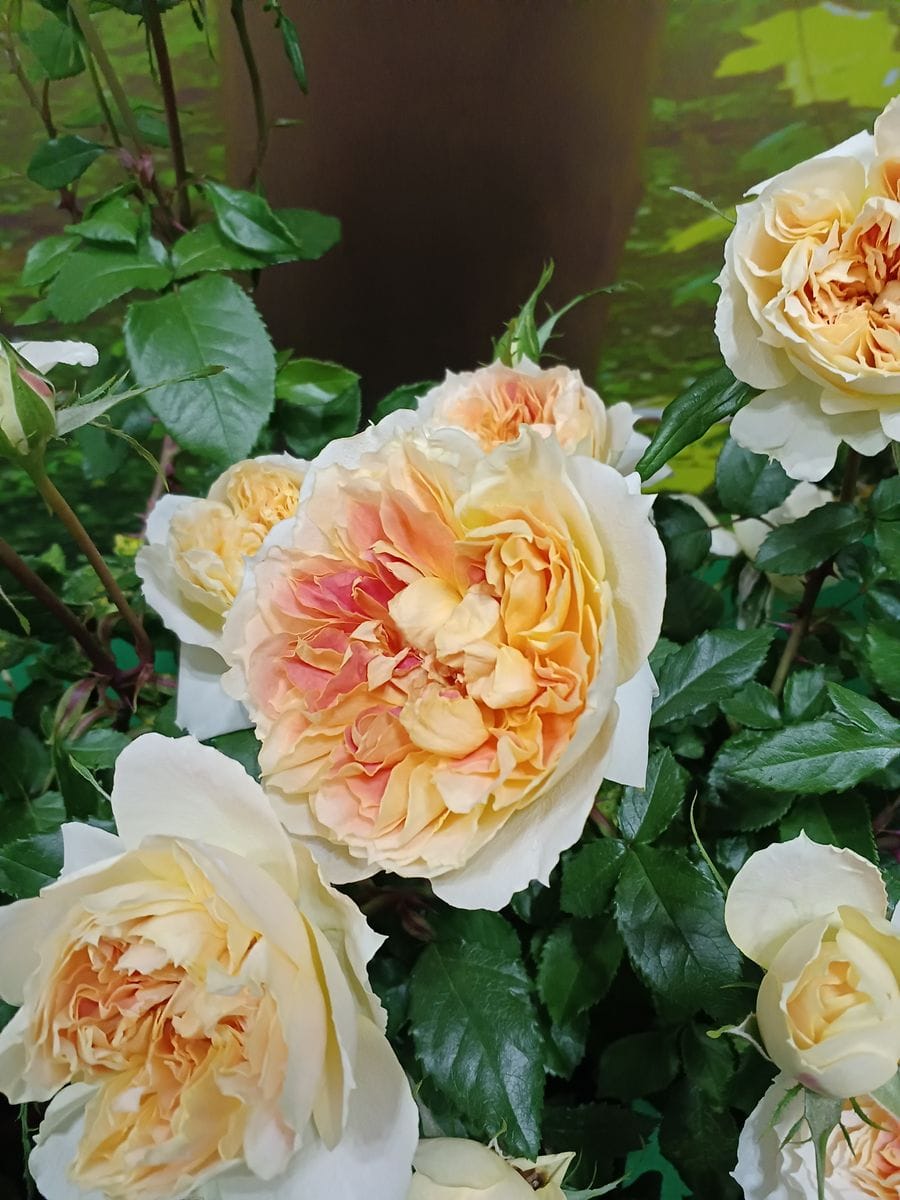 🔷横浜ガーデンフェツシバル 🌹色々な薔薇